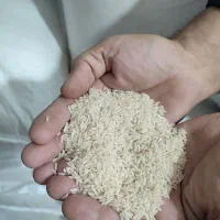 برنج دم سیاه کلات به شرط