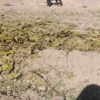 توله لاس قدرحونی|سگ|داران, |دیوار