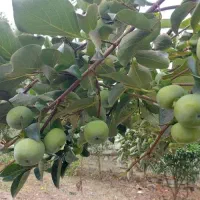فروش زمین مسکونی،بابل  روستای اله رودبار|فروش زمین و ملک کلنگی|زرگرشهر, |دیوار