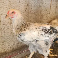 نوچه برهمامرغ کوشین گلین سیبرایت بلدرچین جوجه رنگی