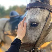 آموزش سوارکاری|خدمات آموزشی|اصفهان, بهارستان|دیوار