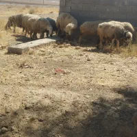 میش|حیوانات مزرعه|مرودشت, ابوذر جنوبی|دیوار