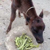 گوساله نر میش و بره  بزوبزغاله