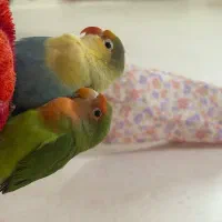 طوطی برزیلی فروشی