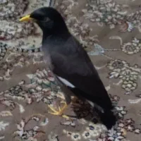 مینا زرنگ و باهوش|پرنده|سبزوار, هویزه|دیوار