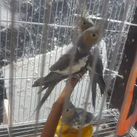 جوجه سینامون دونخورشده نر/ انزلی/غازیان