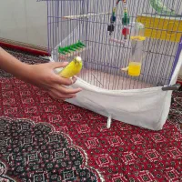 یک جفت مرغ عشق