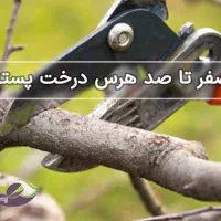 پتال درختان پسته و درختان میوه