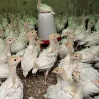 جوجه بو|حیوانات مزرعه|رباط‌کریم, رباط‌کریم|دیوار