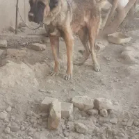 سگ سرابی|سگ|جوادآباد, |دیوار