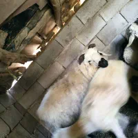 یک عدد گوسفند بره نر دوساله 30تومان