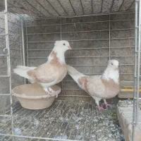 نروماده شازده|پرنده|اردکان, |دیوار