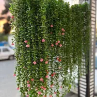 شمشاد ۱۶ شاخه