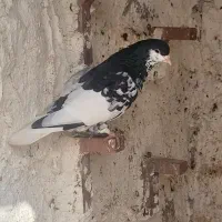 یالی گل دار خوش رنگ کل دار ویه ماده کارل