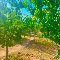 باغ درخت جنگلی آب برق سند شاهنامه گوارشک دیاکو|فروش زمین و ملک کلنگی|مشهد, توس فردوسی|دیوار