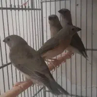 جوجه فنچ گلدین