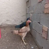 مرغ لاری|حیوانات مزرعه|میاندوآب, |دیوار