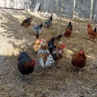 مرغ بومی|حیوانات مزرعه|تیکمه داش, |دیوار