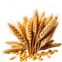 گندم فروشی