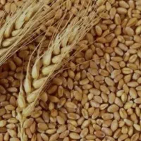 یک تن نیم گندم آبی پیشگام بوجاری شده درجه1