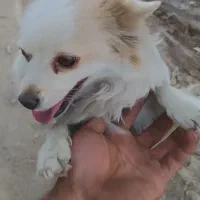 توله سگ پاکوتاه پامرین