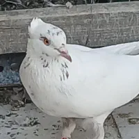 کبوتر فروشی
