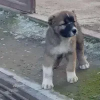 تولع الابای