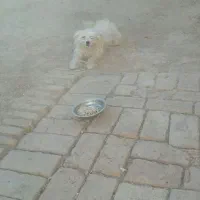 سگ پاکوتا|سگ|فردوس (خراسان), |دیوار