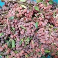 زرشک تازه با خاشه کیلو 130