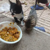 واگذاری گربه|گربه|تبریز, |دیوار