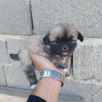 توله پیکینیز