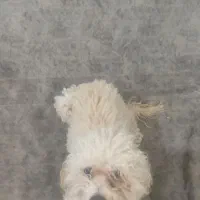 توی پودل|سگ|قم, شهر قائم|دیوار