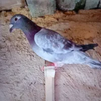 ماده موریس|پرنده|قلندر آباد, |دیوار