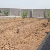 ملک-زمین-مامونیه-زرندیه