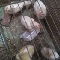 جوجه مرغ و خروس سفید