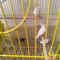فنچ|پرنده|سبزوار, کهنه آب|دیوار