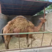 شتر سالم