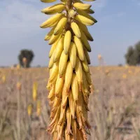 دمنوش شکوفه آلوئه ورا درمان قطعی وتضمینی دیابت