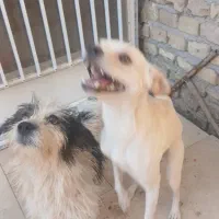 دو عدد سگ پاکوتاه