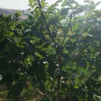 فروش باغ معاوضه قسطی سه هزارپنصدمتری پل هرو