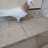 طوقی زرد ماده عتیقه