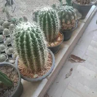 گل گلخانه