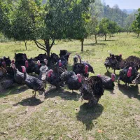حیوانات مزرعه