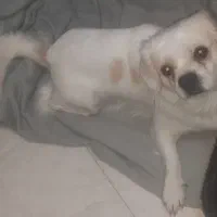 پیدا شده سگ  گمشده