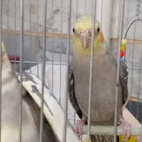 عروس هلندی سخنگو