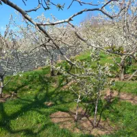 ۳۱۶ متر زمین|فروش زمین و ملک کلنگی|آبعلی, |دیوار