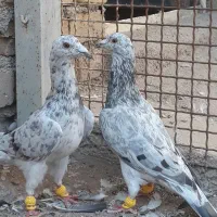 پرنده خطی جفت نر|پرنده|تاکستان, |دیوار