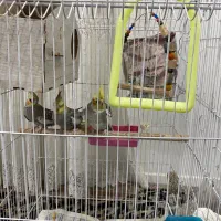 یک جفت عروس هلندی مولد-همراه با جوجه‌-لوازم تکمیل|پرنده|کلاچای, |دیوار