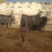 ۳ راس بز آبستن سنگین کبود|حیوانات مزرعه|پیشوا, |دیوار