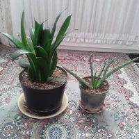 گل طبیعی